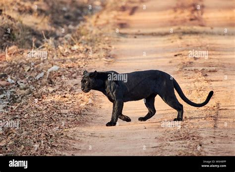 Preserving the Natural Habitat for the Elusive Melanistic Panther