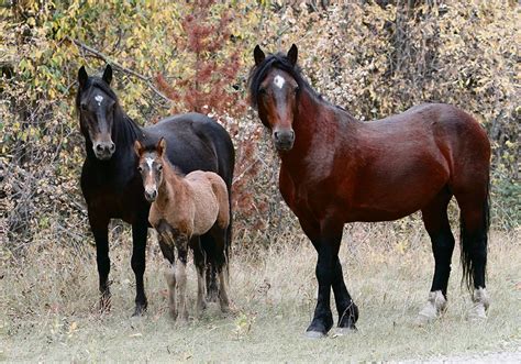 Preserving the Wild: Ensuring the Survival of Free-Roaming Equine Populations