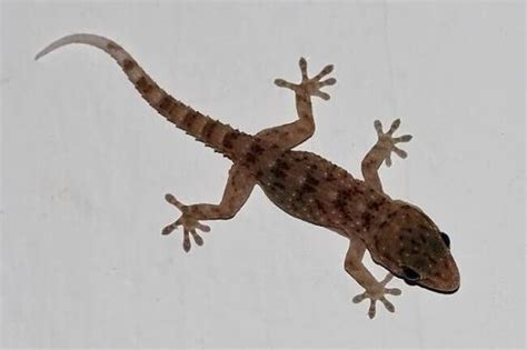 Preventing Geckos from Entering: Sealing Cracks and Openings