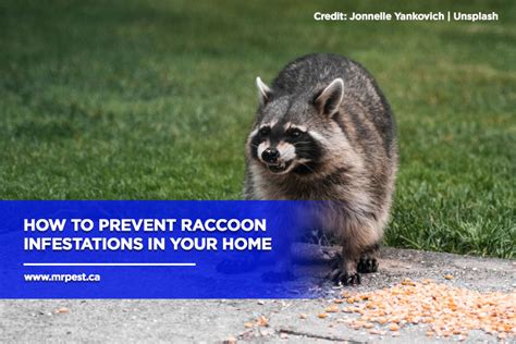 Preventing Raccoon Infestation: Tips for Keeping Them at Bay