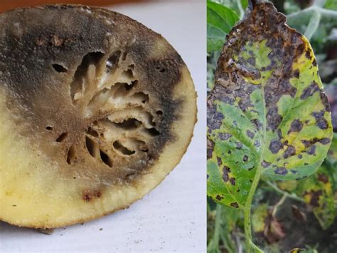 Preventing and Managing Potato Pests and Diseases