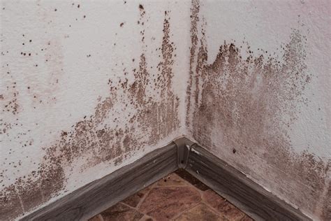 Preventing the Growth of Mold in Your Living Space