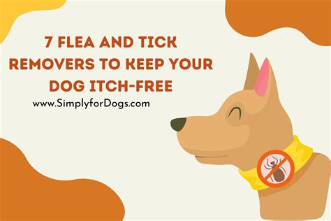 Prevention Strategies to Keep Fleas Away from Your Canine Companion