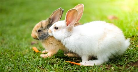 Preventive Measures and Vaccinations for Pet Rabbits