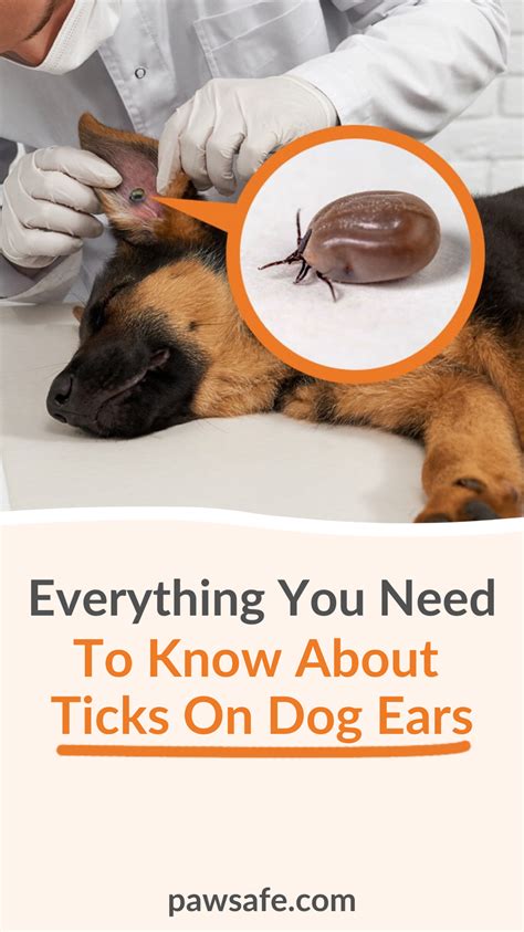 Preventive Measures for Avoiding Ticks in the Ear