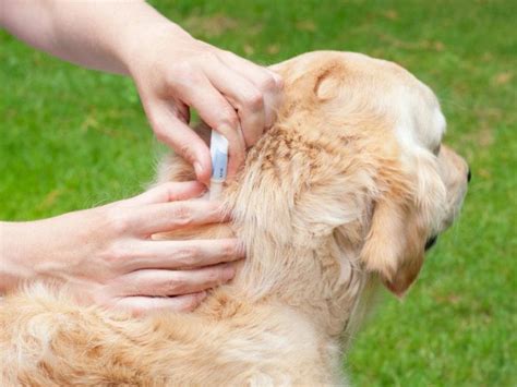 Preventive Measures to Keep Canine Fleas at Bay