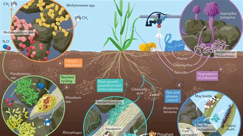 Promoting Healthy Microbial Activity in Your Garden