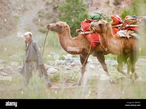 Proper Loading and Balancing of Cargo on Camels: Effective Techniques for Camels as Pack Animals