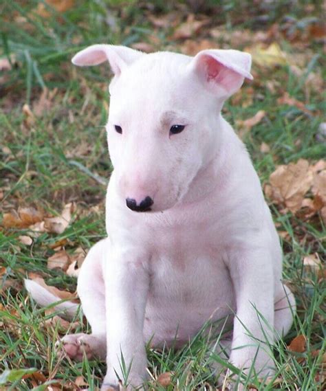 Pros and Cons of Having a Albino Bull Terrier