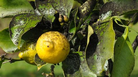 Protecting Citrus Trees from Common Insects and Diseases