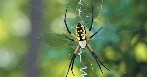 Protecting Nature's Balance: Understanding the Vital Ecological Role of Banana Spiders