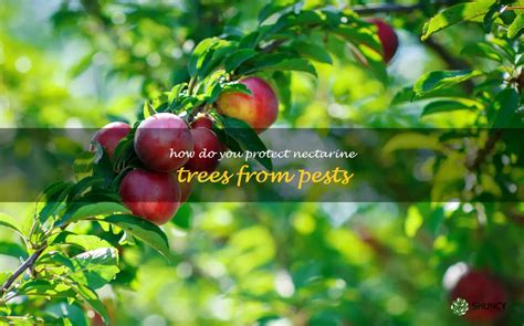 Protecting Orchard Trees from Pests and Diseases