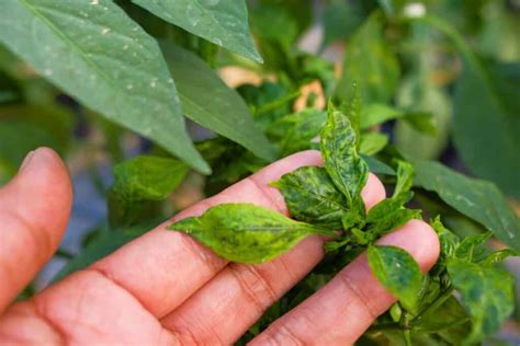 Protecting Peppers: Warding off Common Pests and Diseases