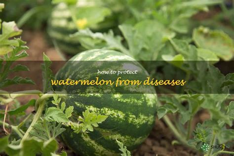 Protecting Watermelons from Pests and Diseases