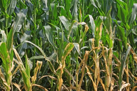 Protecting Your Crop: Strategies to Prevent Corn Diseases and Pests