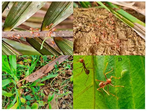 Protecting Your Orchard from Pests and Diseases