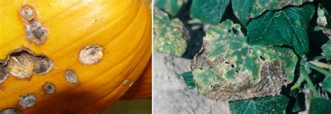 Protecting Your Pumpkins from Common Pests and Diseases