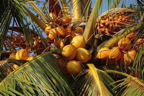 Protecting the Green Gold: Sustainable Farming of Majestic Coconuts