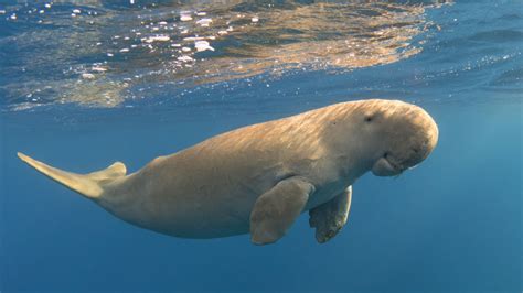 Protecting the Ocean's Wonder: Conservation Efforts for the Gentle Giants and their Ecosystem