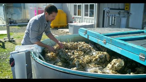 Protecting the Titans: Conservation Efforts for Enormous Shellfish