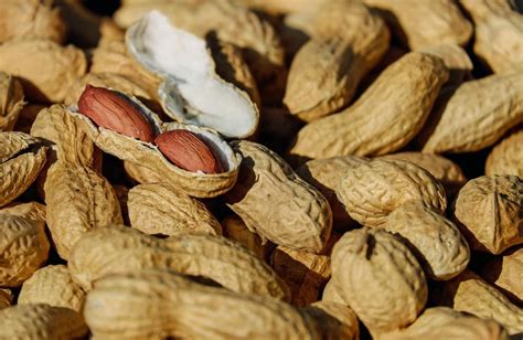 Proven Techniques for Harvesting and Handling Groundnuts