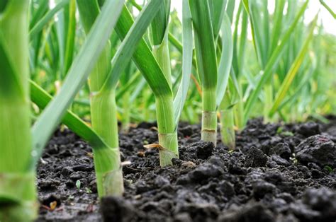 Proven Techniques for Planting and Nurturing Your Garlic Crop