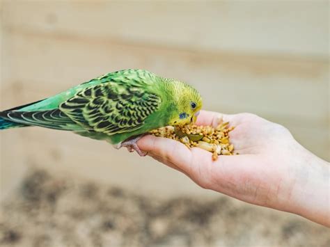 Providing Proper Nutrition: Essential Guidelines for Feeding Your Avian Companion