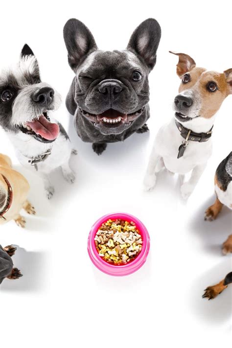 Providing Proper Nutrition and Healthcare for Your Canine Companion