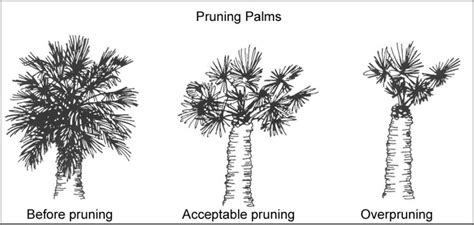 Pruning Palm Tree Branches as a Metaphor for Personal Growth