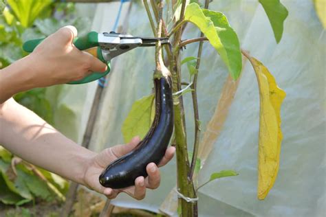 Pruning and Supporting Eggplant Plants for Optimal Growth