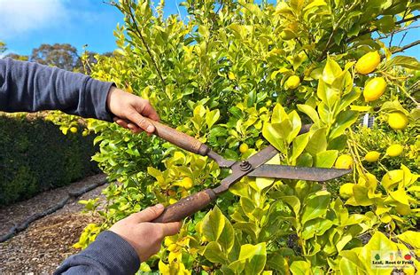 Pruning and Training Citrus Trees for Optimal Production