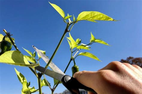 Pruning and Training Techniques to Maximize Yield from Capsicum Plants