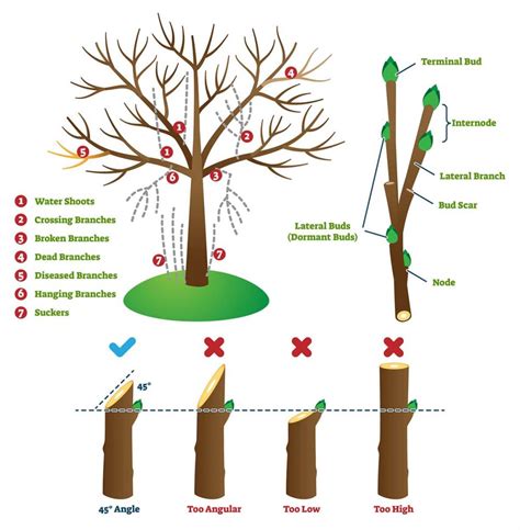 Pruning and training for optimal growth