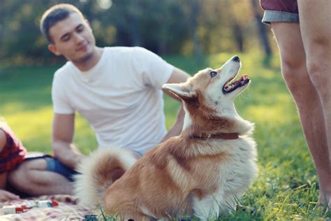 Psychological Analysis: Canine Companions and Their Symbolic Significance