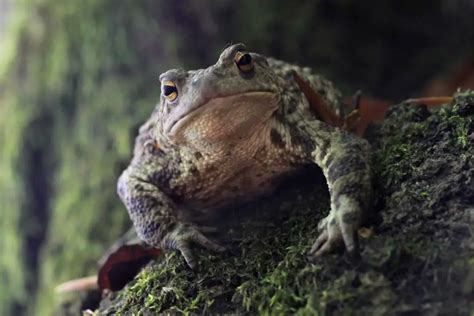 Psychological Insight into the Enigmatic Toad: Examining its Significance in Dream Interpretation