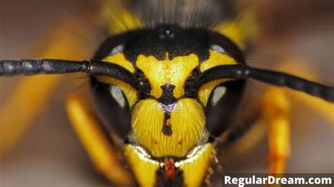 Psychological Insights: Analyzing the Impact of Dreaming about a Wasp Sting