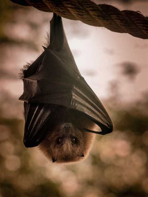 Psychological Insights: Exploring the Significance behind Dreaming of a Slumbering Bat