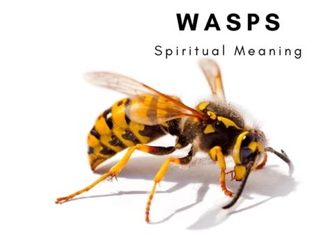 Psychological Insights into Dreams Involving the Presence of Wasps