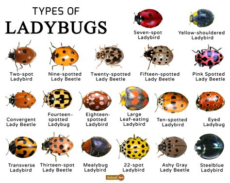 Psychological Interpretations: Significance of Terminating a Ladybug's Life