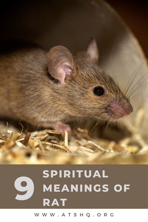 Psychological Perspectives: Insights into the Symbolic Meaning of Rat Dreams