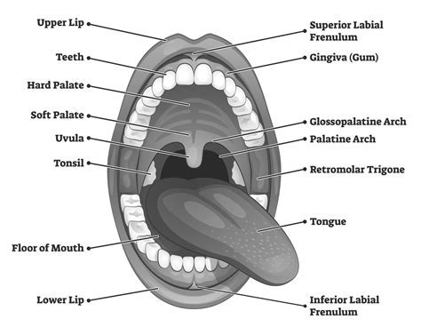 Psychological Perspectives on the Significance of Dreaming about a Parched Oral Cavity