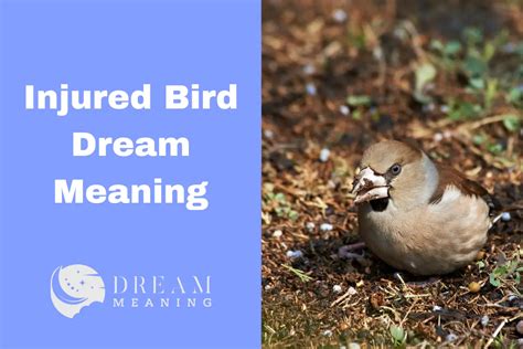 Psychological Significance of Dreaming about an Injured Avian