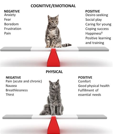 Psychological perspectives on feline reveries: Gaining insights into the depths of the subconscious