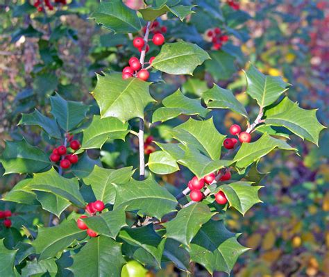 Public Image and Popularity of Holly