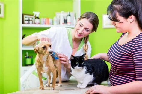 Puppy Care Essentials: Grooming, Vaccinations, and Veterinary Visits