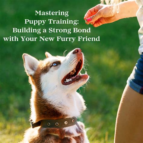 Puppy Love: Building a Strong Bond with Your Furry Companion