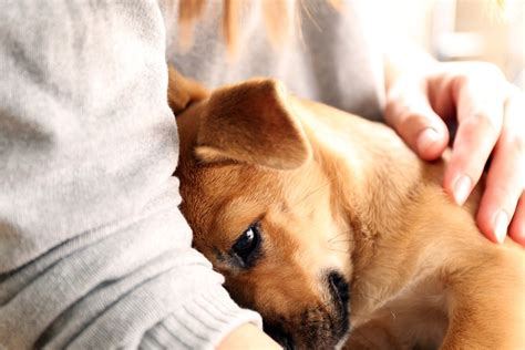 Puppy Therapy: How Cuddling with Canines Can Help Ease Anxiety and Depression