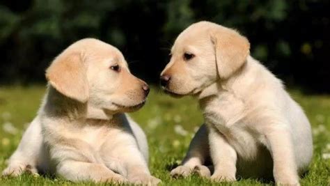 Puppy-Proofing Your Home: Creating a Safe and Blissful Environment for Your Labrador