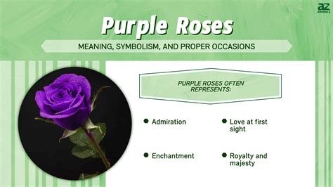 Purple Roses in Modern Times: A Unique Twist on Traditional Symbolism