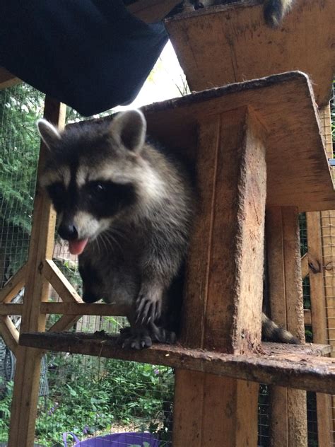 Raccoon Rehabilitation: Saving and Reintroducing Feral Procyonids